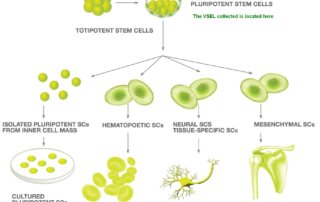 totipotentni-stvolovi-kletki