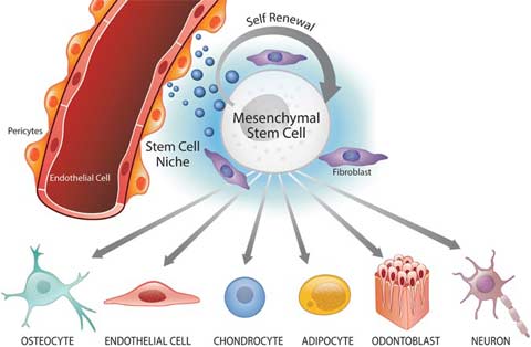 Мезенхимни Стволови Клетки